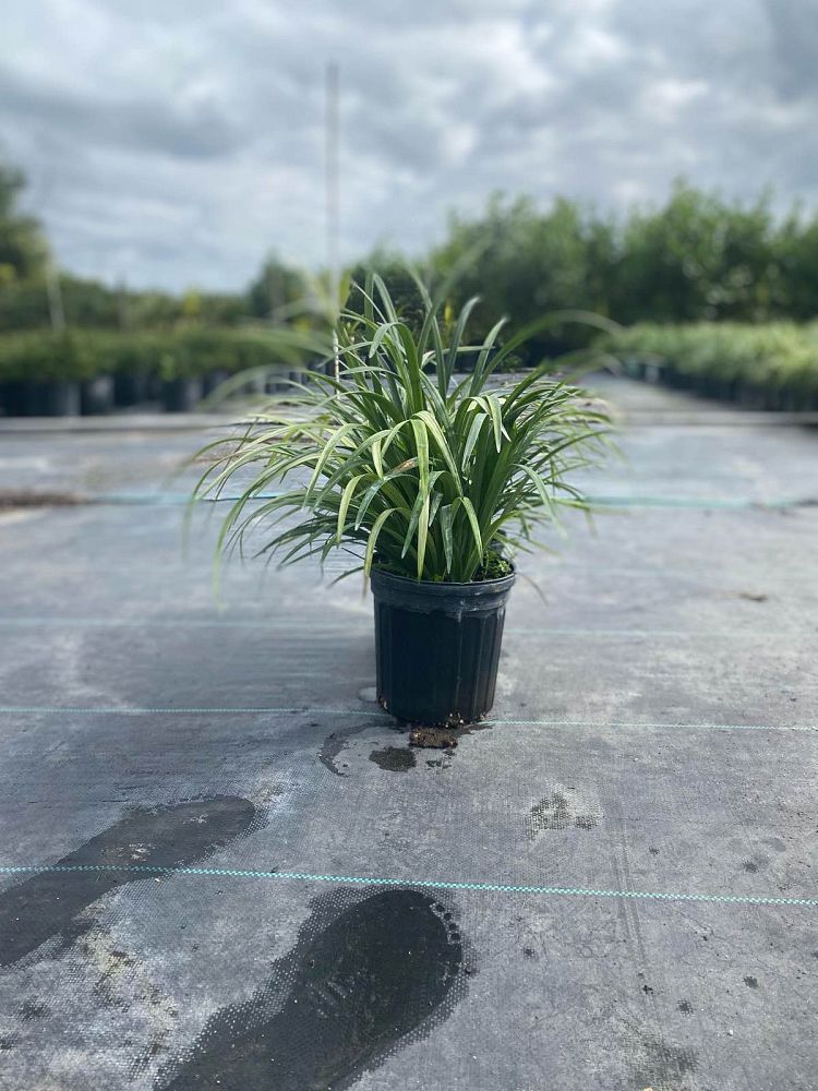 liriope-muscari-super-blue-lilyturf