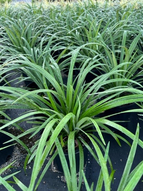 liriope-muscari-super-blue-lilyturf