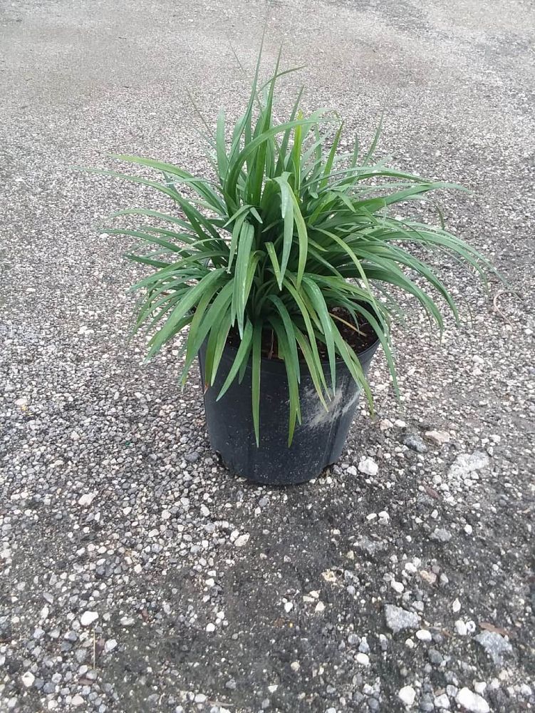 liriope-muscari-super-blue-lilyturf