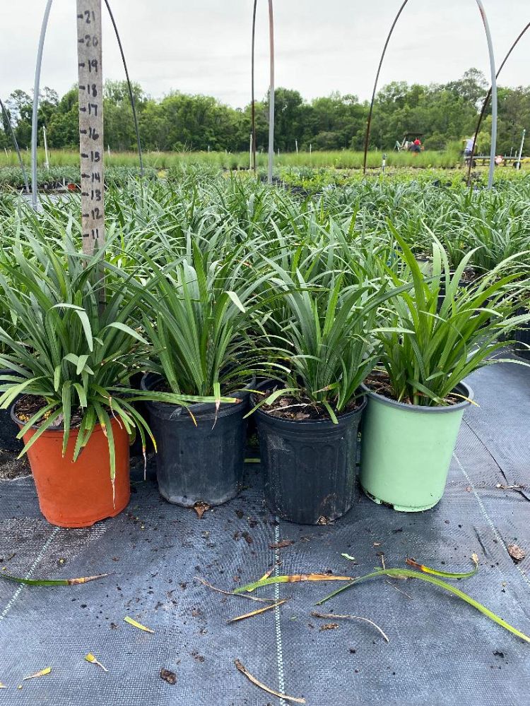 liriope-muscari-super-blue-lilyturf