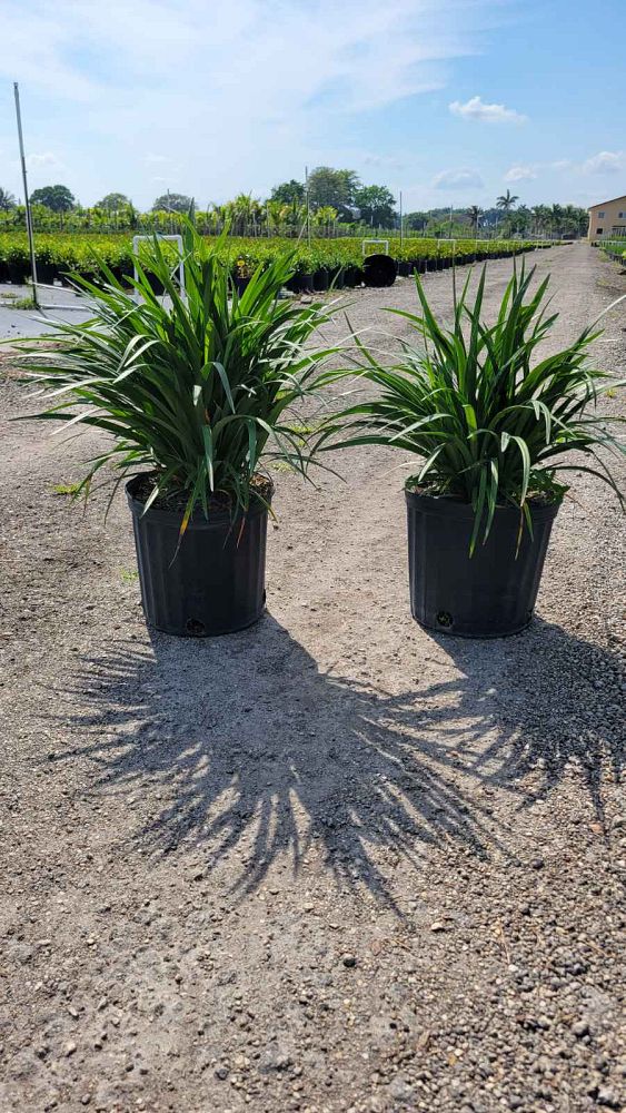 liriope-muscari-super-blue-lilyturf