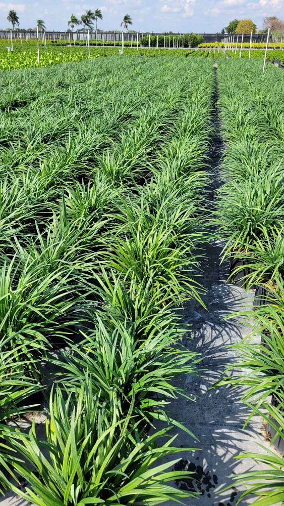 liriope-muscari-super-blue-lilyturf