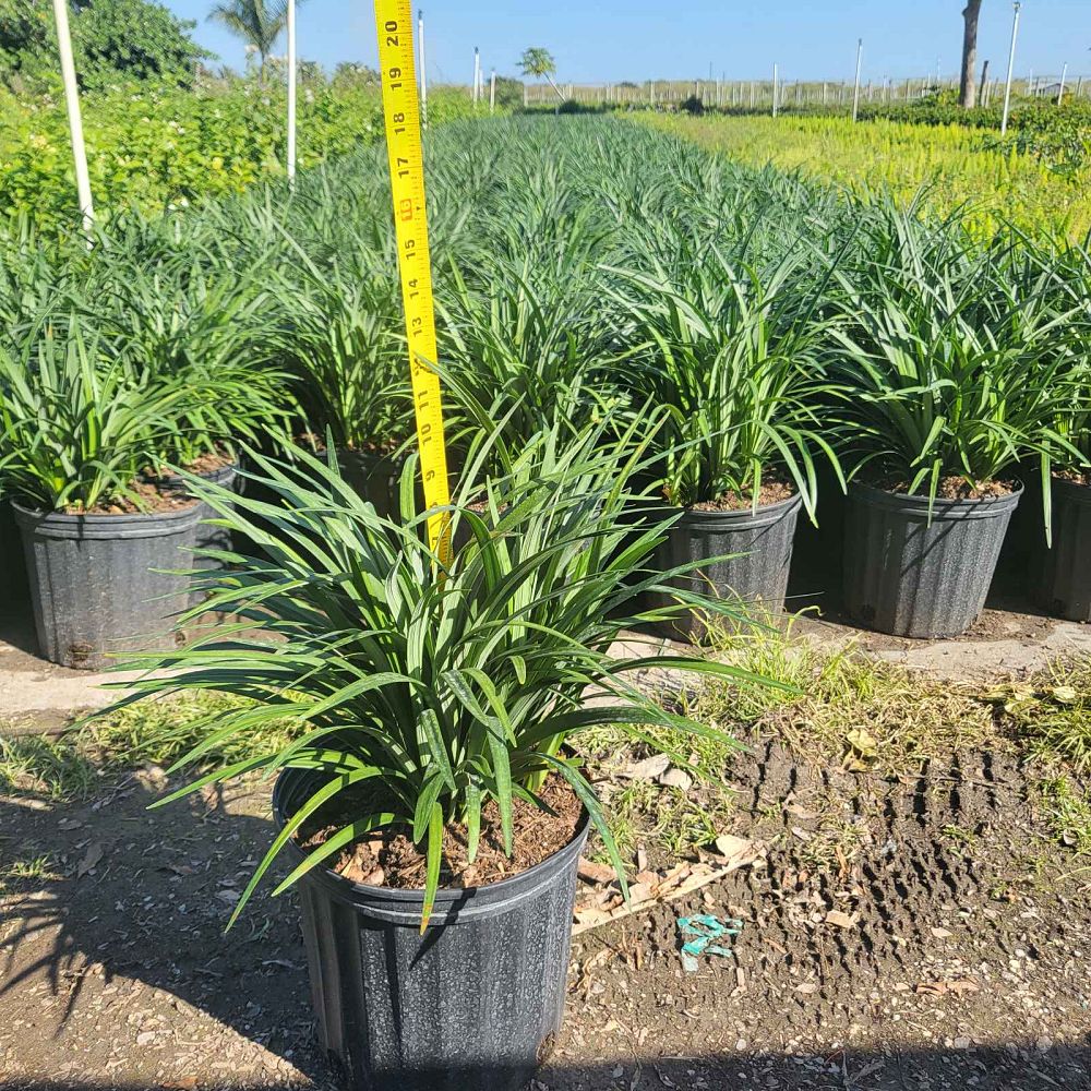 liriope-muscari-super-blue-lilyturf