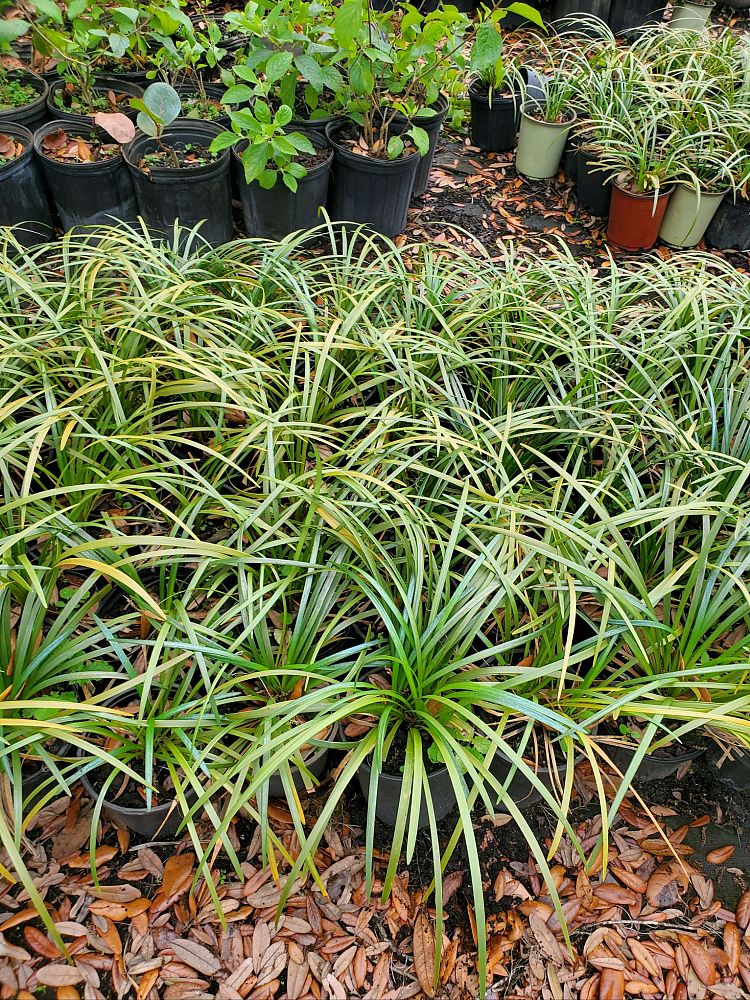 liriope-muscari-super-blue-lilyturf