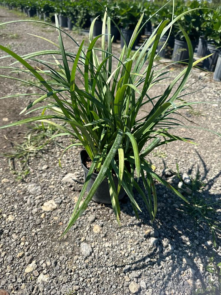 liriope-muscari-super-blue-lilyturf