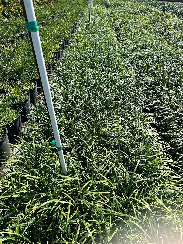 liriope-muscari-super-blue-lilyturf