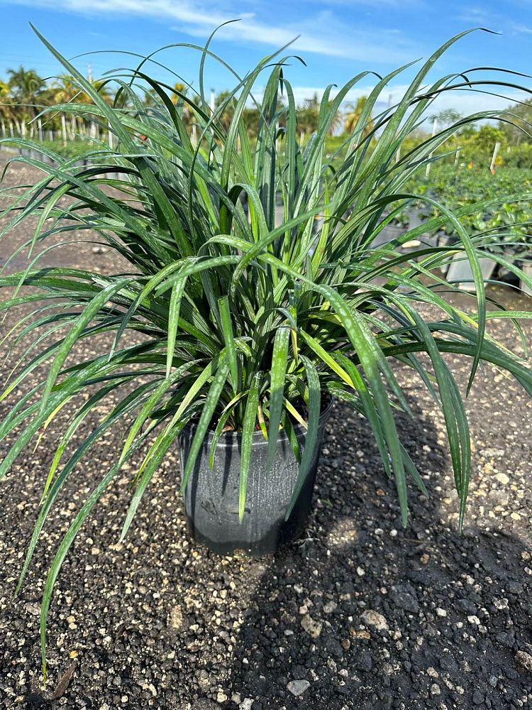 liriope-muscari-super-blue-lilyturf