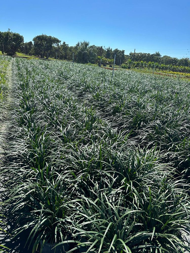 liriope-muscari-super-blue-lilyturf