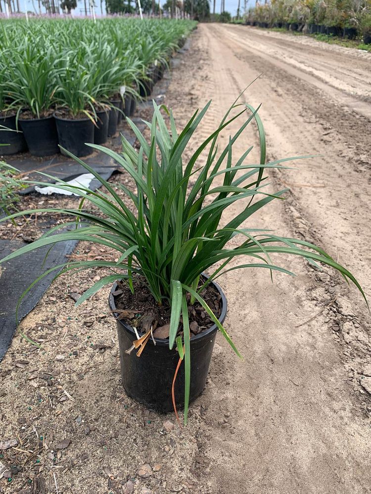 liriope-muscari-super-blue-lilyturf