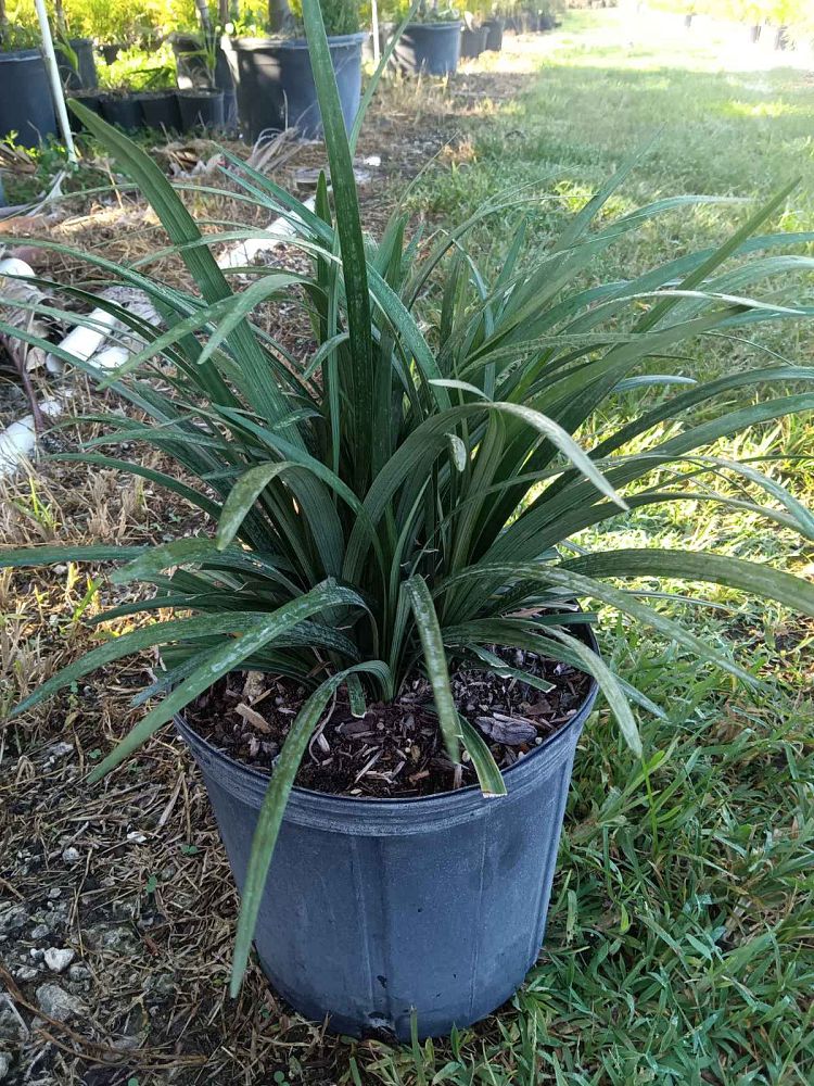liriope-muscari-super-blue-lilyturf