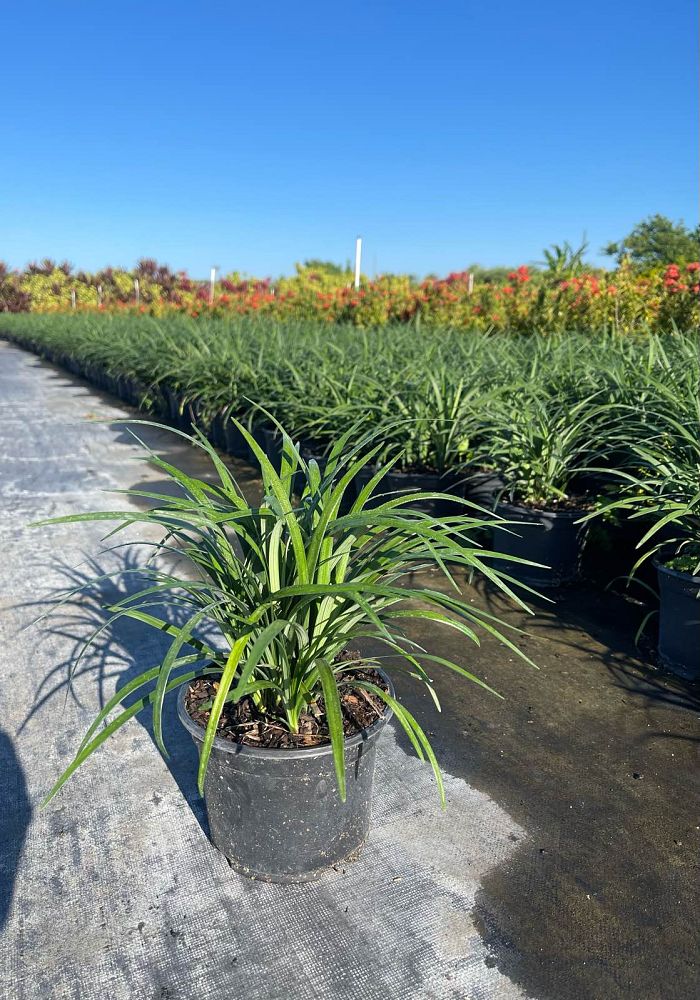liriope-muscari-super-blue-lilyturf