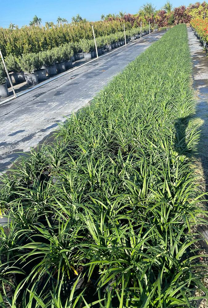 liriope-muscari-super-blue-lilyturf