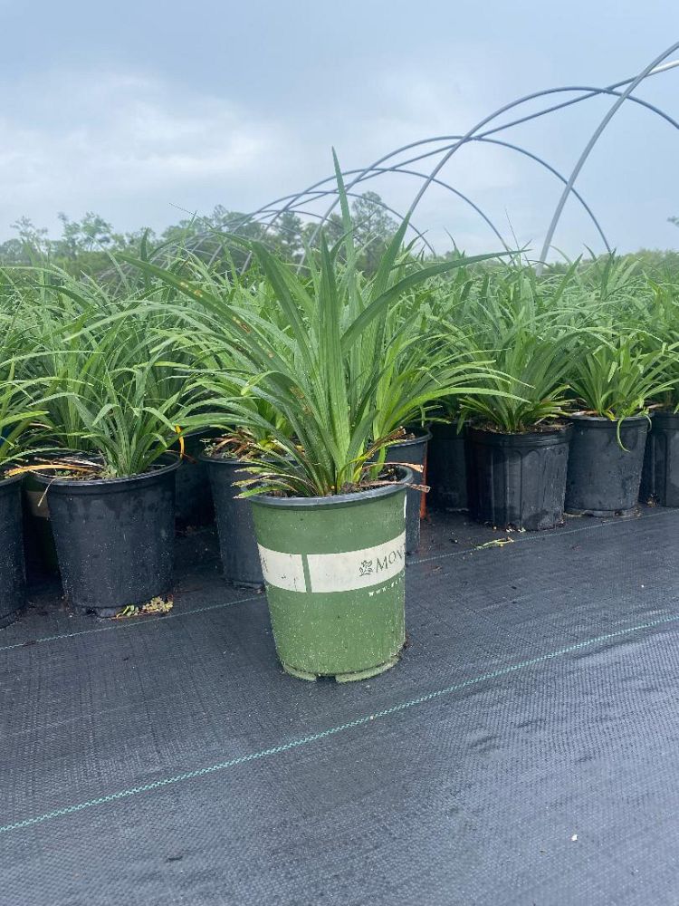 liriope-muscari-super-blue-lilyturf