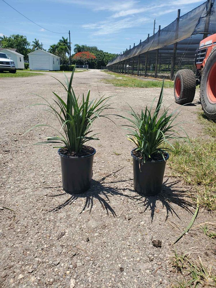 liriope-muscari-super-blue-lilyturf