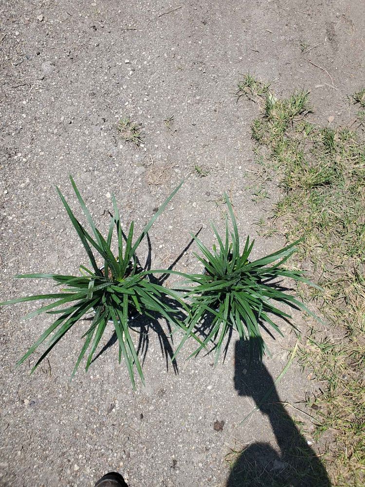 liriope-muscari-super-blue-lilyturf