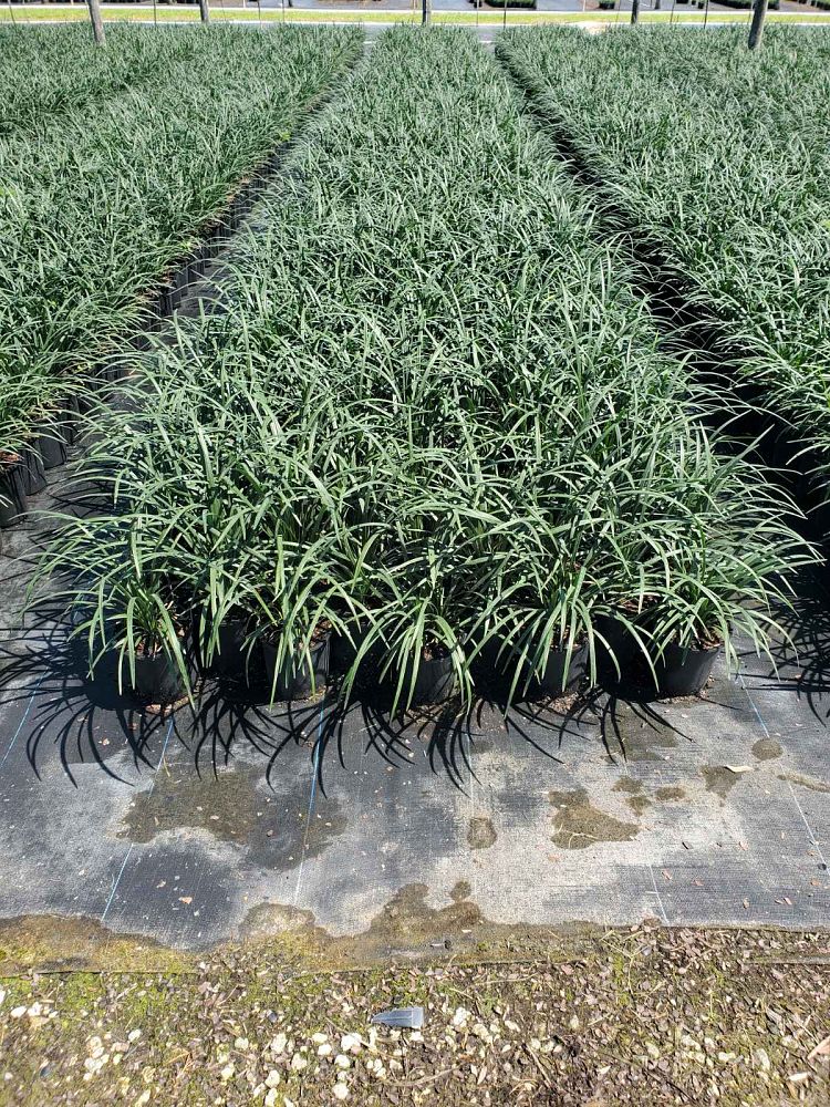 liriope-muscari-super-blue-lilyturf