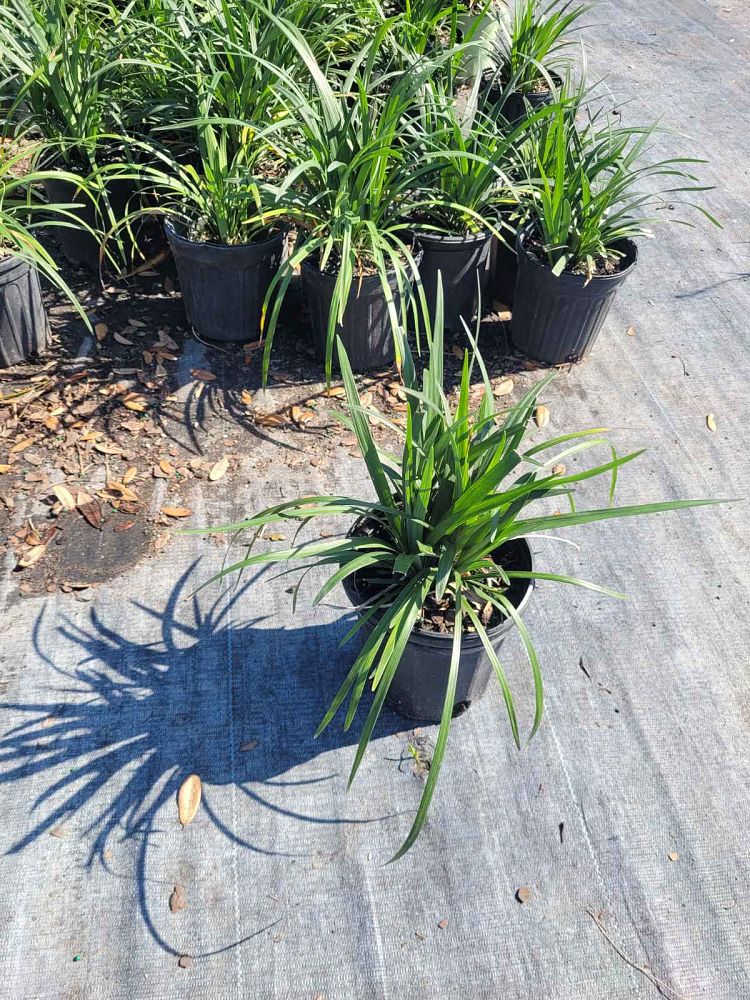 liriope-muscari-super-blue-lilyturf