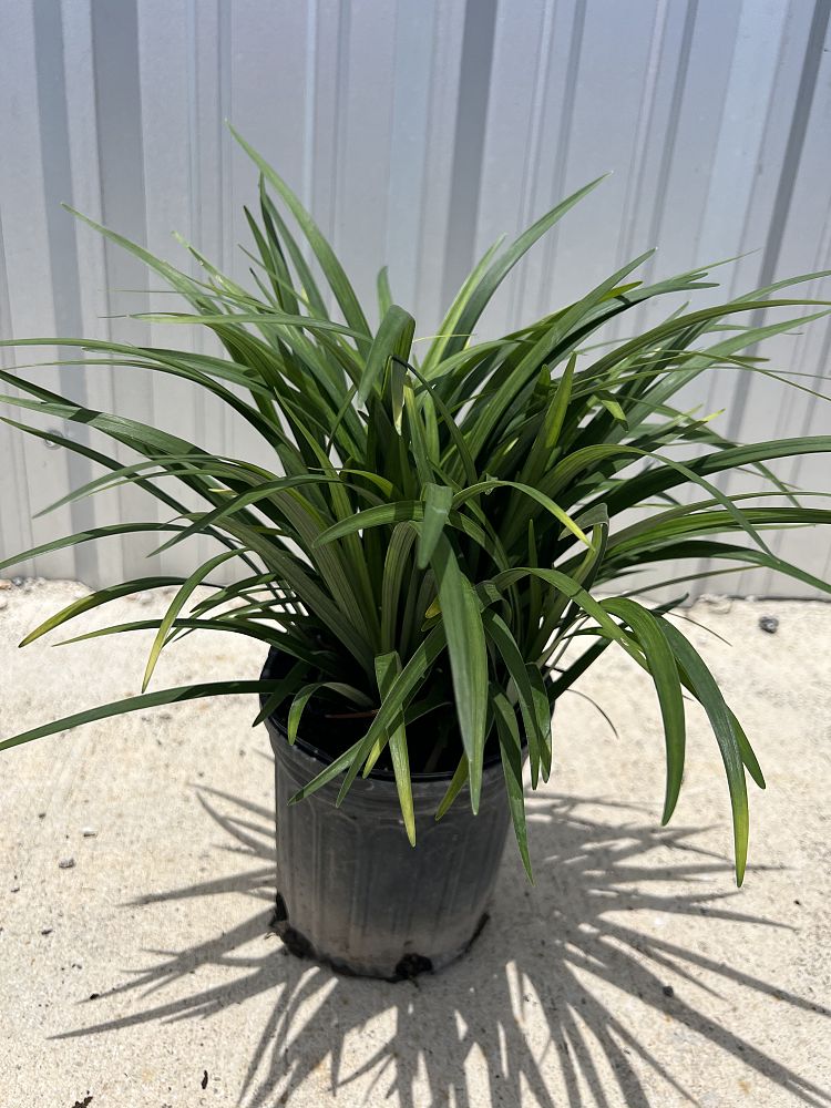 liriope-muscari-super-blue-lilyturf