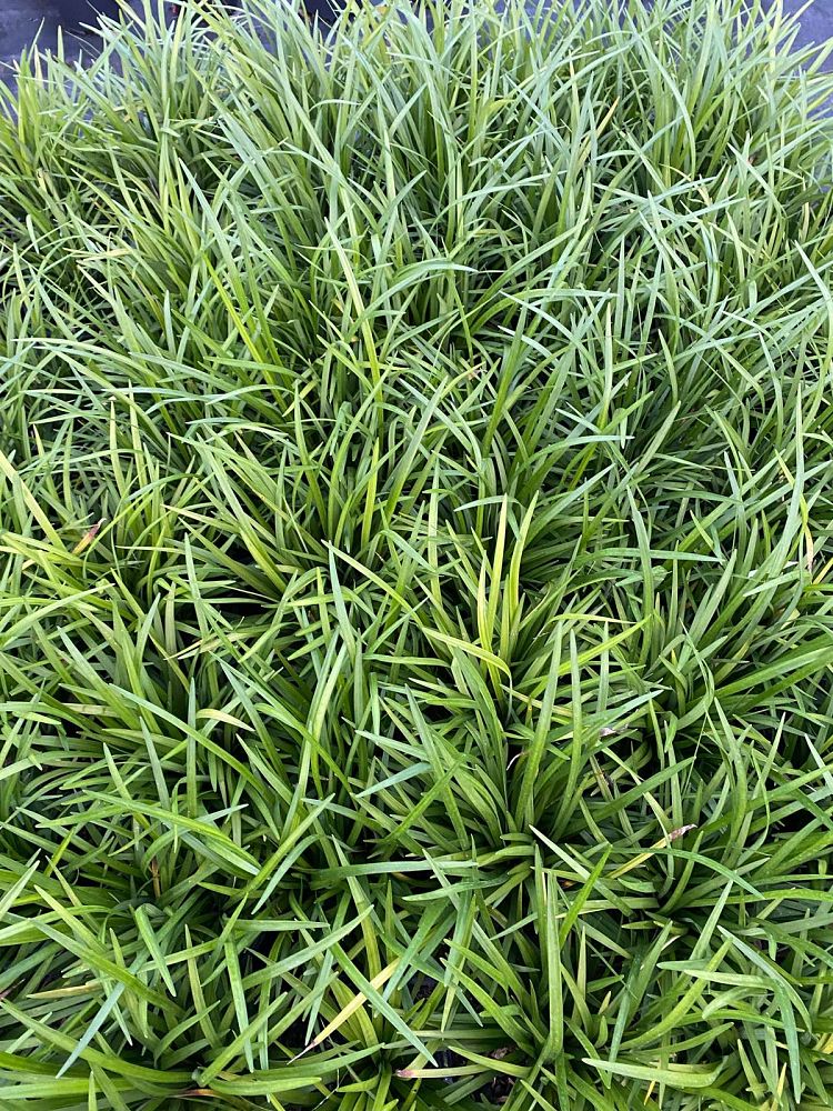 liriope-muscari-super-blue-lilyturf