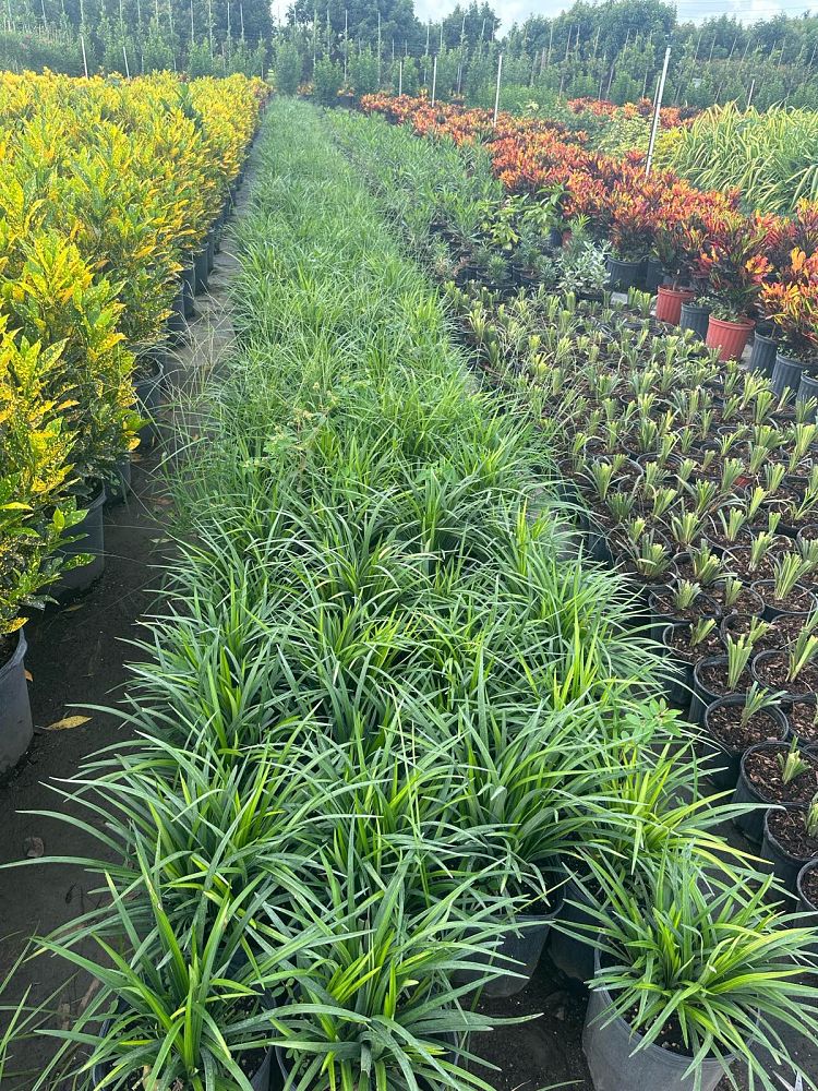 liriope-muscari-super-blue-lilyturf