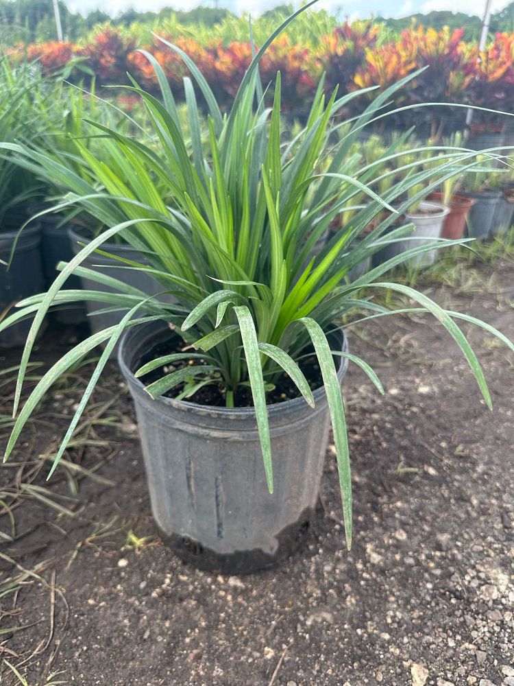 liriope-muscari-super-blue-lilyturf