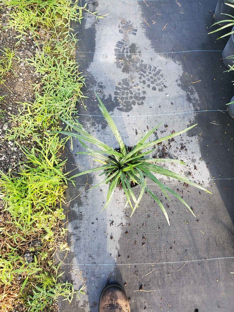 liriope-muscari-super-blue-lilyturf