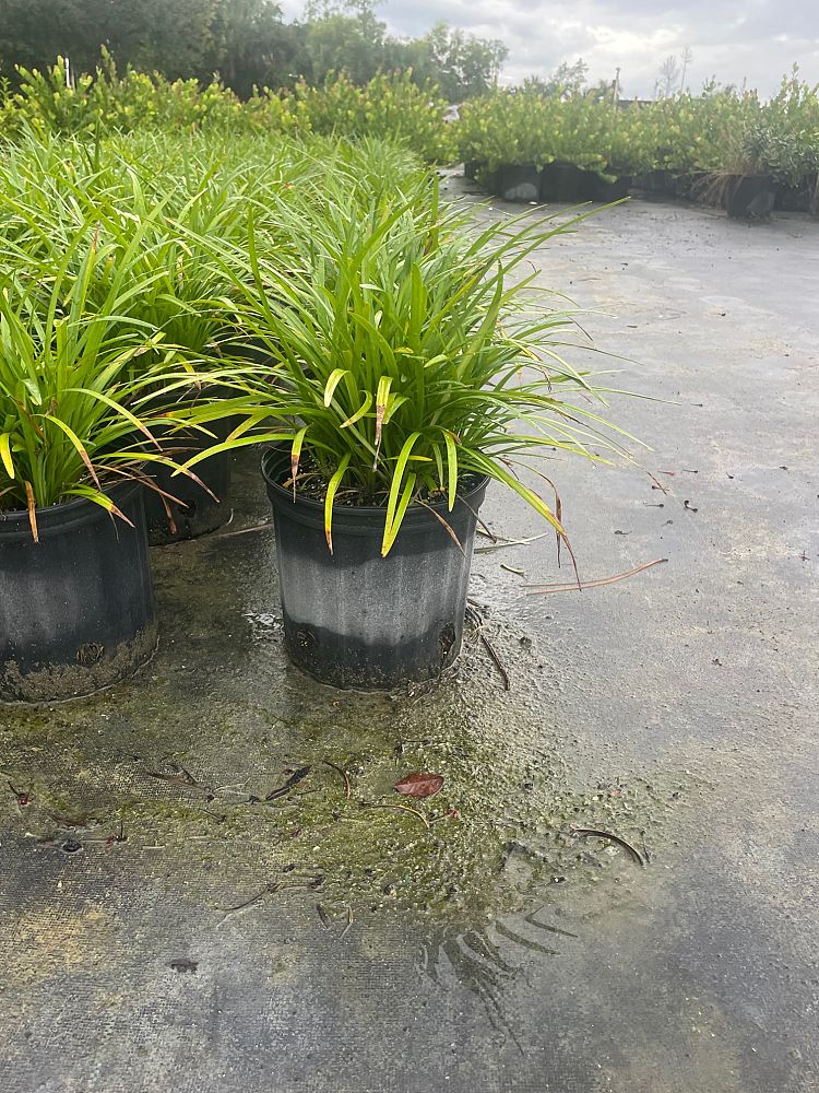 liriope-muscari-super-blue-lilyturf