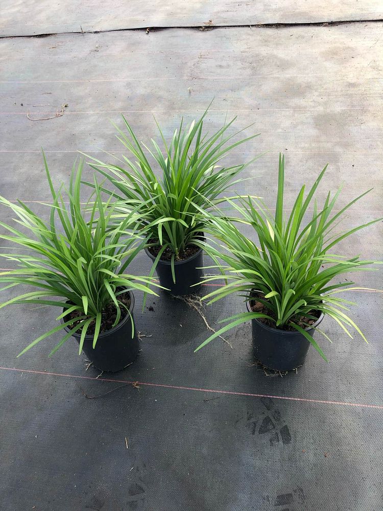 liriope-muscari-super-blue-lilyturf