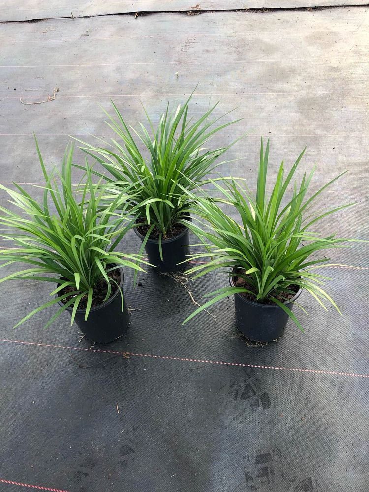 liriope-muscari-super-blue-lilyturf