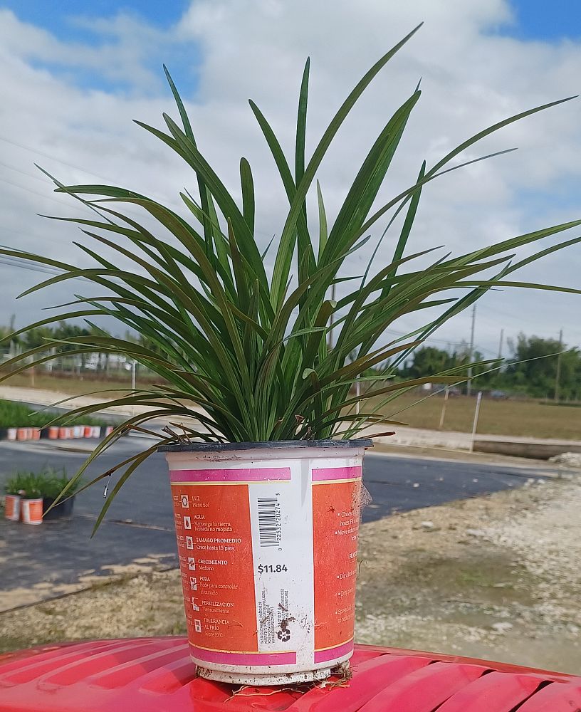 liriope-muscari-super-blue-lilyturf