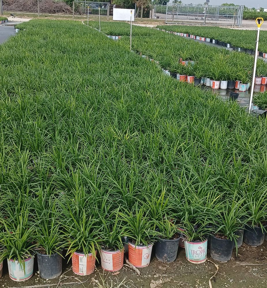 liriope-muscari-super-blue-lilyturf