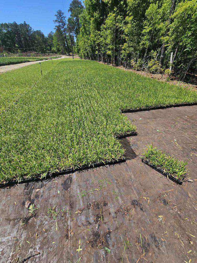 liriope-muscari-super-blue-lilyturf
