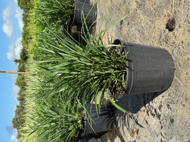 liriope-muscari-super-blue-lilyturf