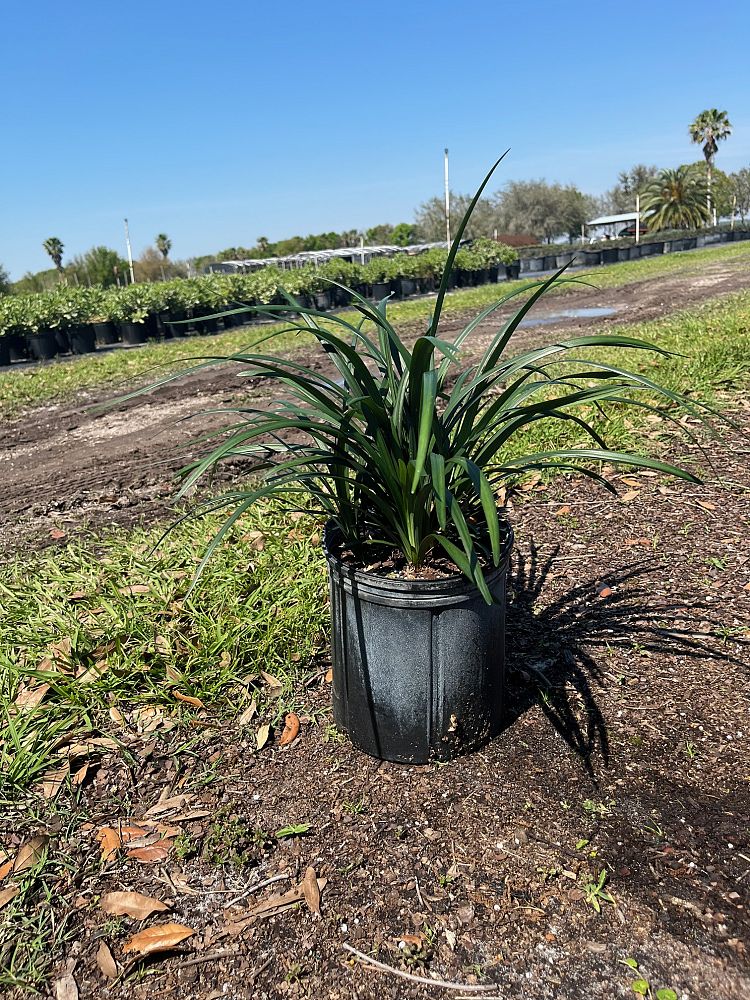 liriope-muscari-super-blue-lilyturf