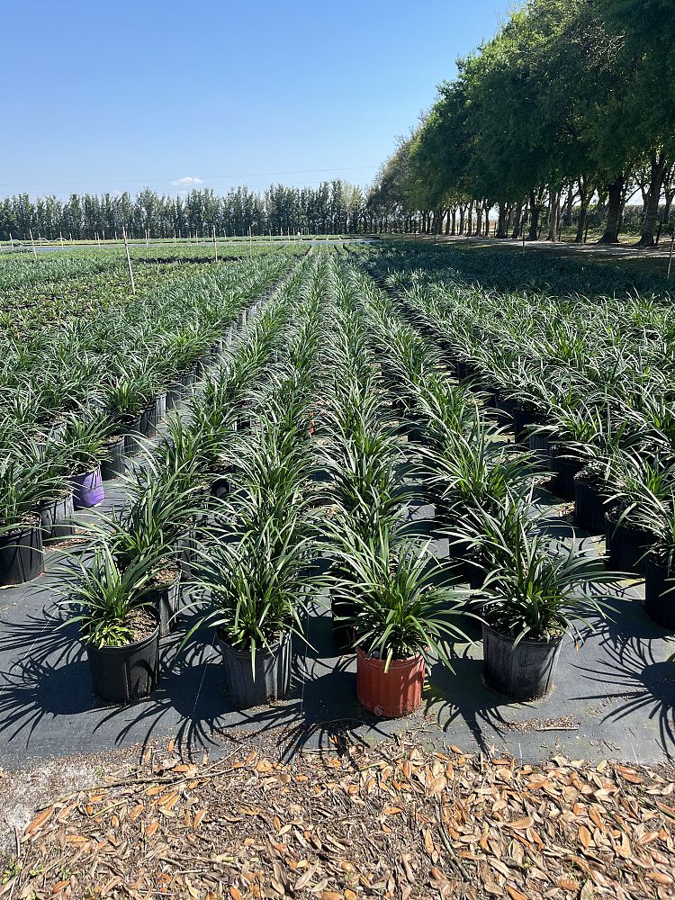 liriope-muscari-super-blue-lilyturf