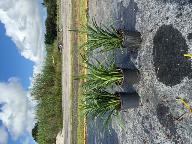 liriope-muscari-super-blue-lilyturf