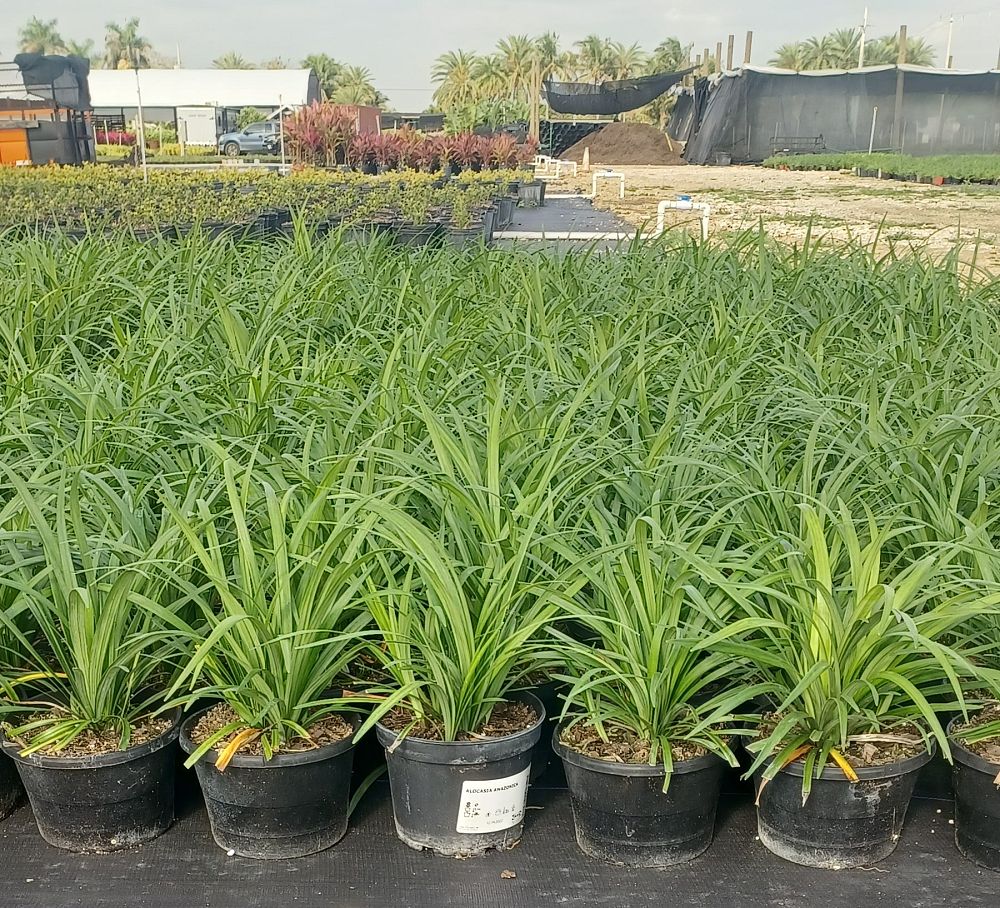 liriope-muscari-super-blue-lilyturf