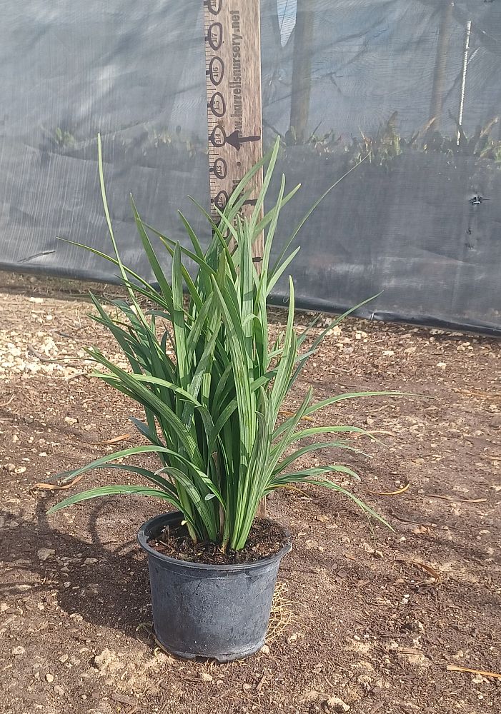 liriope-muscari-super-blue-lilyturf