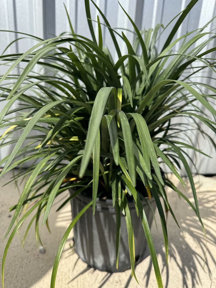 liriope-muscari-super-blue-lilyturf