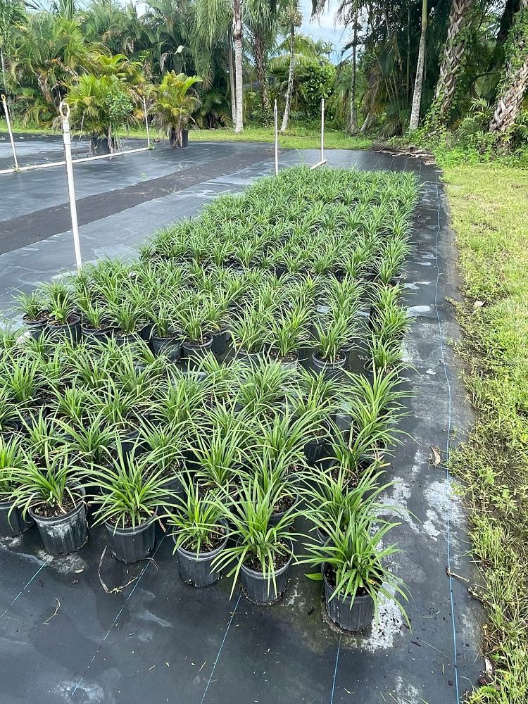 liriope-muscari-super-blue-lilyturf
