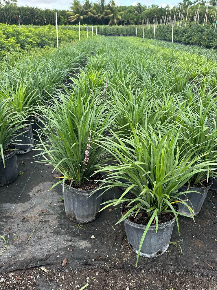 liriope-muscari-super-blue-lilyturf