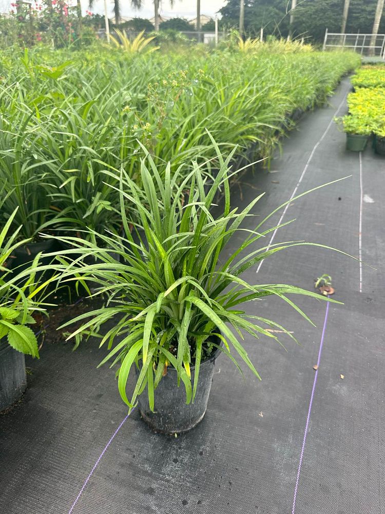 liriope-muscari-super-blue-lilyturf