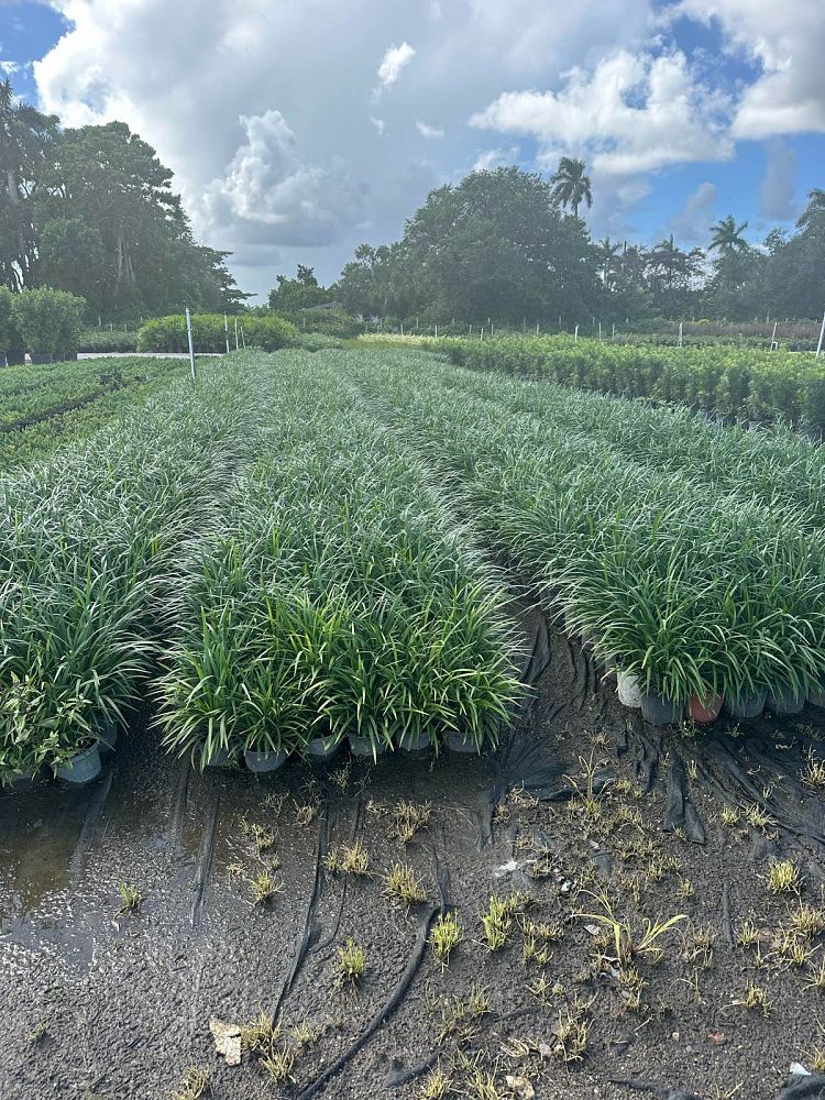 liriope-muscari-super-blue-lilyturf