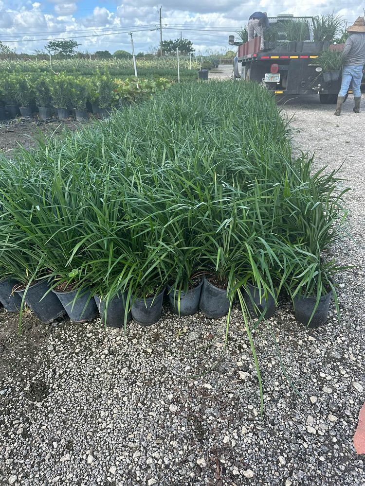 liriope-muscari-super-blue-lilyturf