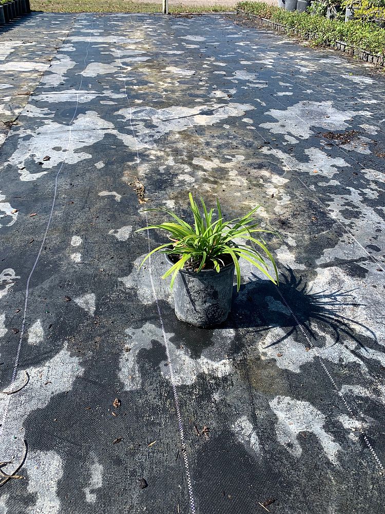 liriope-muscari-super-blue-lilyturf