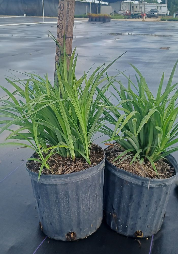 liriope-muscari-super-blue-lilyturf