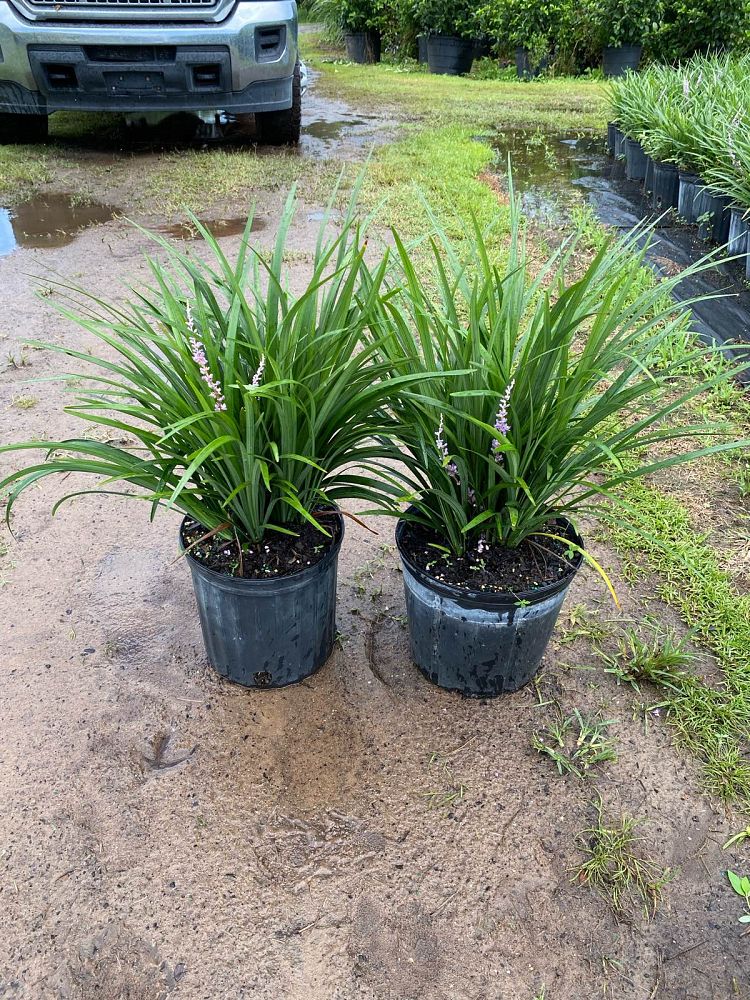 liriope-muscari-super-blue-lilyturf
