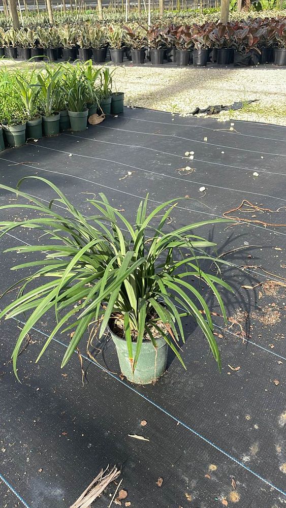 liriope-muscari-super-blue-lilyturf