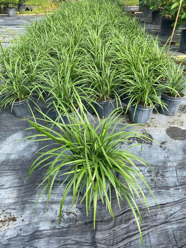 liriope-muscari-super-blue-lilyturf