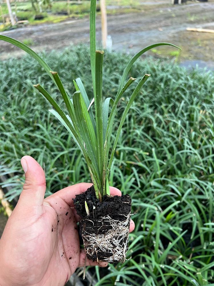 liriope-muscari-super-blue-lilyturf